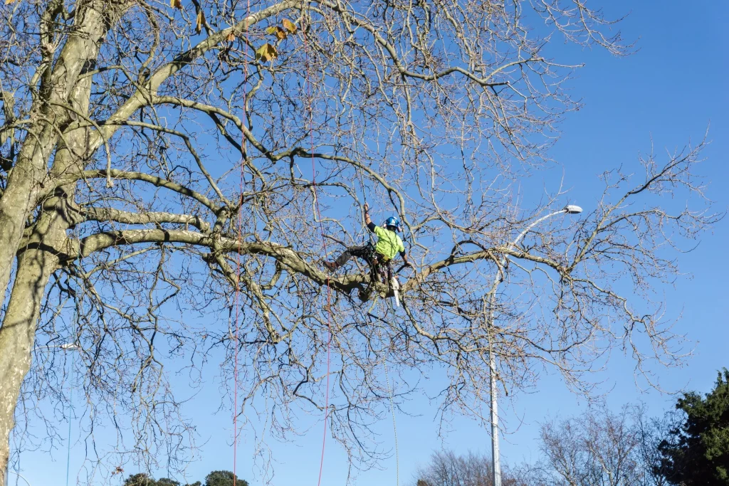 Tree Trimming & Pruning in Toronto | CMD Tree Service