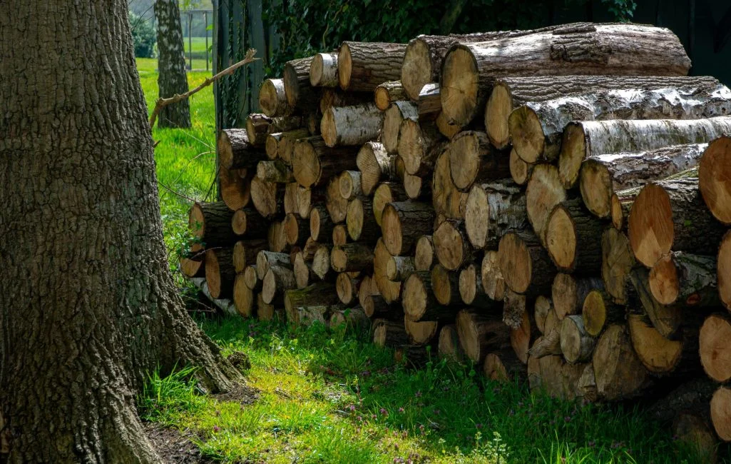 Tree removal (3)