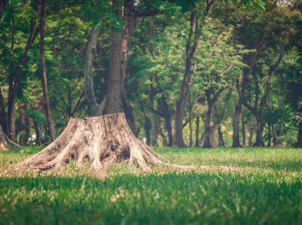Stump - CMD Tree Service